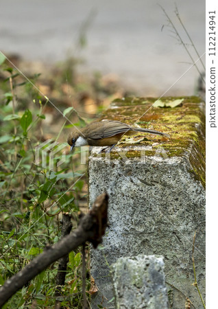 white crested laughingthrush or Garrulax leucolophus bird during winter season in safari at dhikala forest jim corbett national park or tiger reserve uttarakhand india asia 112214941