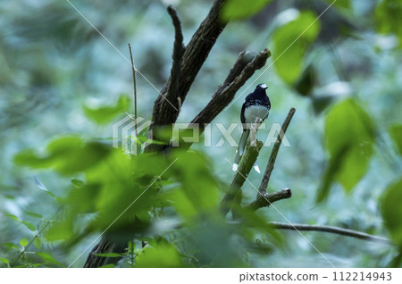 spotted forktail or Enicurus maculatus bird perched on branch in natural scenic green background at manila forest of foothills of himalaya uttarakhand india asia 112214943