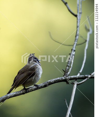 Himalayan bulbul or white cheeked bulbul or Pycnonotus leucogenys bird closeup perched on branch in natural scenic green background in winter season dhikala jim corbett national park uttarakhand india 112214944