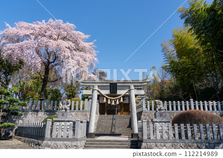 Shrine torii gate and weeping cherry blossoms blooming on the grounds (side) Shrine torii gate and weeping cherry blossoms blooming on the grounds (side) 112214989