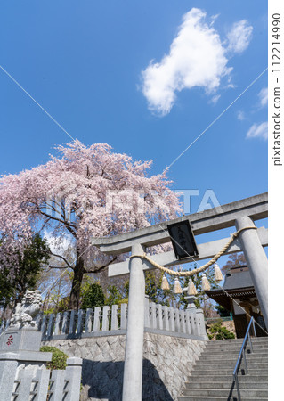 Shrine torii gate and weeping cherry blossoms blooming on the grounds (vertical) 112214990