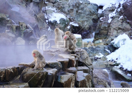 長野縣地獄谷野猴公園 長野縣地獄谷野猴公園 112215009