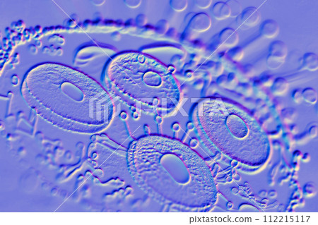 Beautiful microworld, microbes of different shapes, 3D illustration 112215117