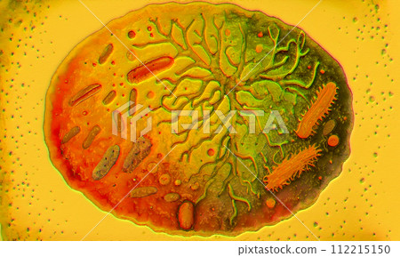 Beautiful microworld, microbes of different shapes, 3D illustration 112215150