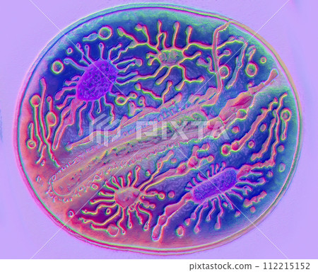 Beautiful microworld, microbes of different shapes, 3D illustration Beautiful microworld, microbes of different shapes, 3D illustration 112215152