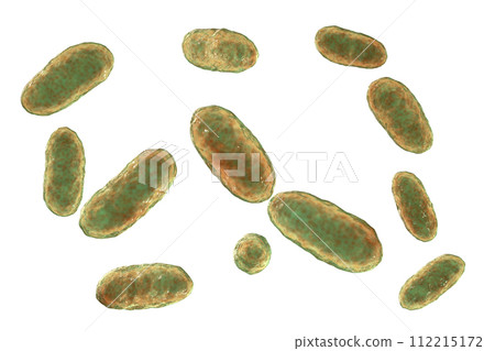 Bacteria Aggregatibacter, illustration Bacteria Aggregatibacter, illustration 112215172