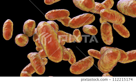 Bacteria Aggregatibacter, illustration 112215174