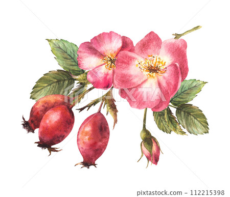 Watercolor pink wild rose hip branch with buds and flower, dog or brier rose im bloom. Botanical clipart for card, logo, medical label print. Hand drawn floral illustration isolated white background. Watercolor pink wild rose hip branch with buds and flower, dog or brier rose im bloom. Botanical clipart for card, logo, medical label print. Hand drawn floral illustration isolated white background. 112215398