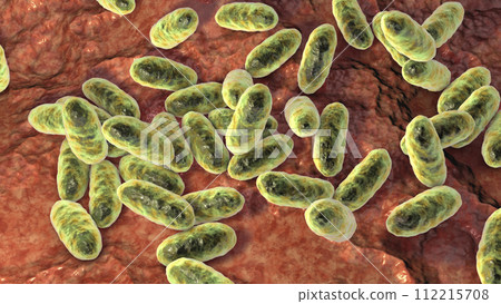 Bacteria Aggregatibacter, illustration Bacteria Aggregatibacter, illustration 112215708