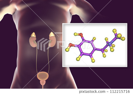 Epinephrine hormone produced by adrenal gland 112215716