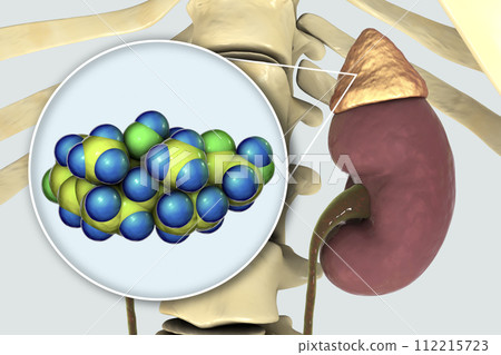 Molecule of cortisol hormone and adrenal gland 112215723