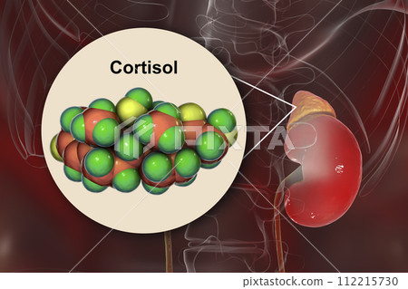 Molecule of cortisol hormone and adrenal gland 112215730