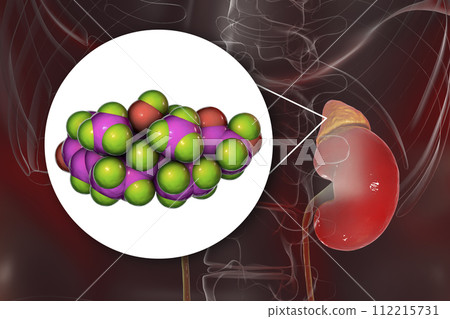Molecule of cortisol hormone and adrenal gland 112215731