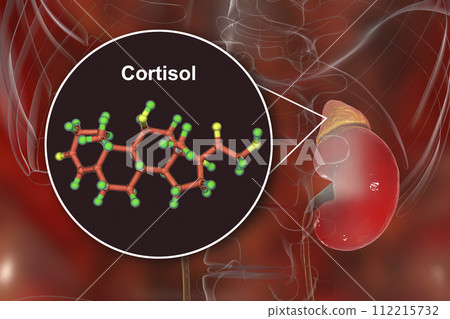 Molecule of cortisol hormone and adrenal gland 112215732