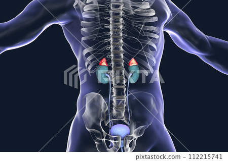 Adrenal glands highlighted inside human body 112215741