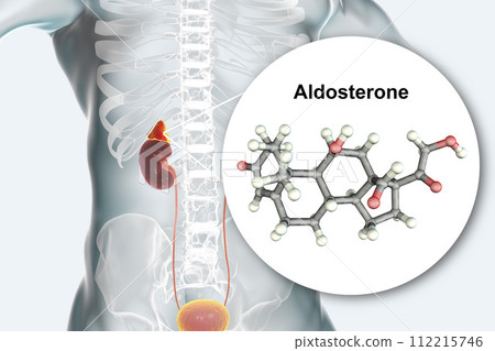 Aldosterone hormone produced by adrenal gland Aldosterone hormone produced by adrenal gland 112215746