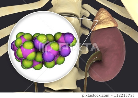 Aldosterone hormone produced by adrenal gland 112215755