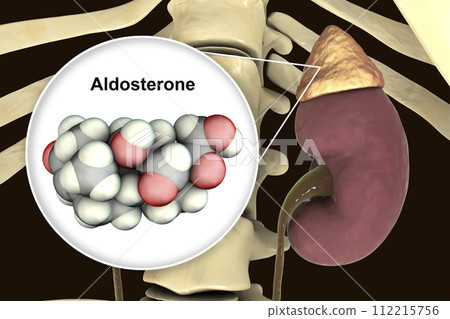 Aldosterone hormone produced by adrenal gland Aldosterone hormone produced by adrenal gland 112215756