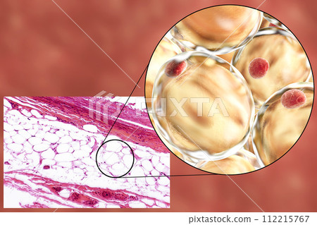 Fat cells, micrograph and 3D illustration 112215767