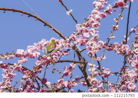 Meadow plum and mezzilo 112215793