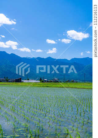 [初夏材料]安曇野市的稻田和水鏡[長野縣] 112216113