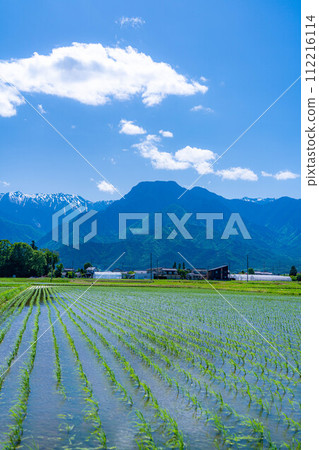 [初夏材料]安曇野市的稻田和水鏡[長野縣] 112216114