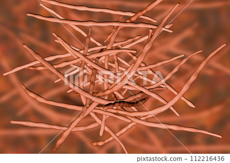 Actinomycetes, gram-positive anaerobic bacteria which resemble fungi Actinomycetes, gram-positive anaerobic bacteria which resemble fungi 112216436