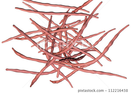 Actinomycetes, gram-positive anaerobic bacteria which resemble fungi Actinomycetes, gram-positive anaerobic bacteria which resemble fungi 112216438