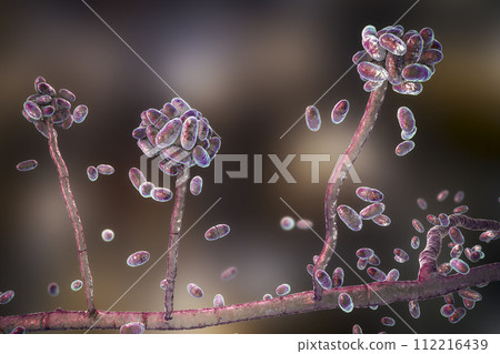 Mold fungi Acremonium, illustration Mold fungi Acremonium, illustration 112216439