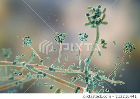 Mold fungi Acremonium, illustration 112216441