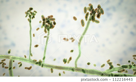 Mold fungi Acremonium, illustration 112216443