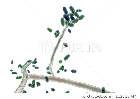 Mold fungi Acremonium, illustration 112216444