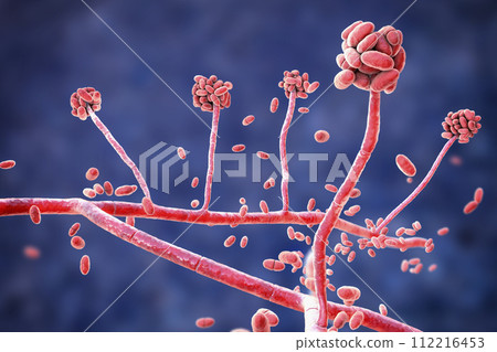 Mold fungi Acremonium, illustration 112216453