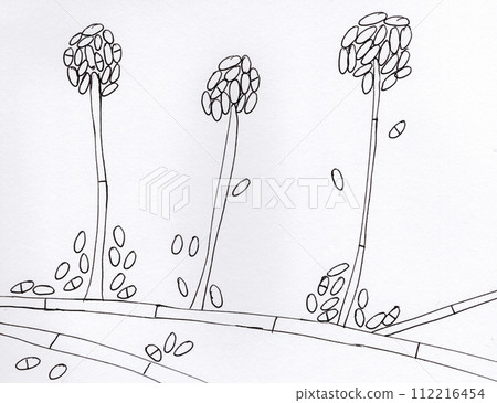 Mold fungi Acremonium, hand drawn illustration Mold fungi Acremonium, hand drawn illustration 112216454