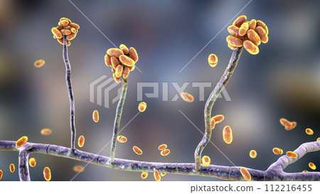 Mold fungi Acremonium, illustration 112216455