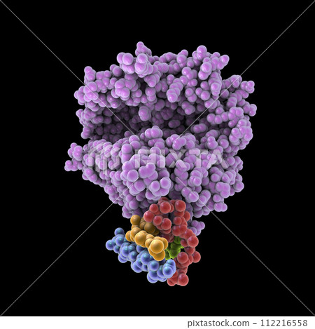 Human ACE2 receptor Human ACE2 receptor 112216558