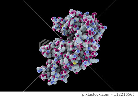 Human ACE2 receptor 112216565