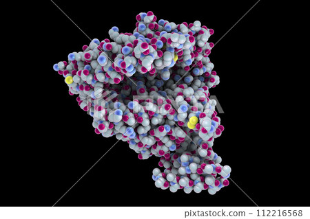 Human ACE2 receptor 112216568