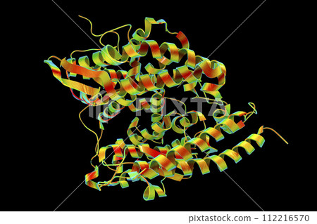 Human ACE2 receptor 112216570