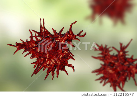 Acanthamoeba castellanii amoeba Acanthamoeba castellanii amoeba 112216577