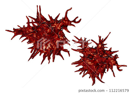 Acanthamoeba castellanii amoeba Acanthamoeba castellanii amoeba 112216579