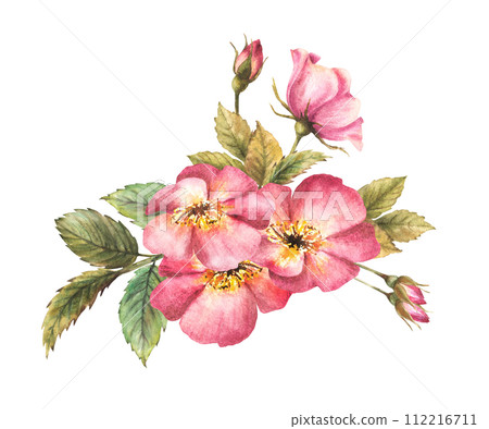 Watercolor pink wild rose hip branch with buds and flower, dog or brier rose im bloom. Botanical clipart for card, logo, medical label print. Hand drawn floral illustration isolated white background. Watercolor pink wild rose hip branch with buds and flower, dog or brier rose im bloom. Botanical clipart for card, logo, medical label print. Hand drawn floral illustration isolated white background. 112216711