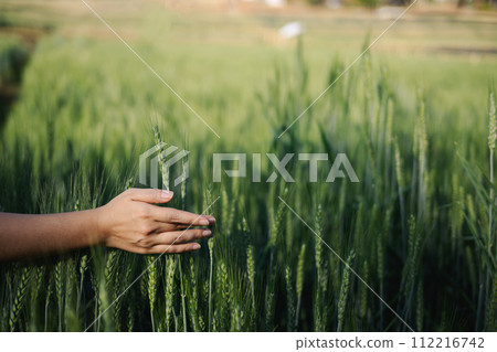 Close up of young woman walking in a wheat field at sunrise, touching green ears of wheat with her hands 112216742