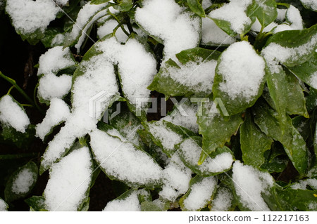 snow on leaves snow on leaves 112217163