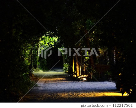 Tunnel lined with Fukugi trees where light shines through 112217501