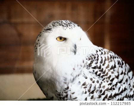 owl facing forward 112217985