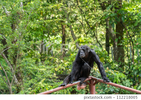 A chimpanzee can seen sitting on the metal shelf. 112218005
