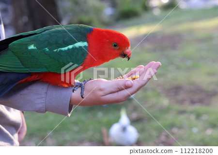 餵食色彩繽紛、可愛的長尾小鸚鵡 112218200