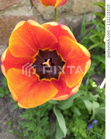 Orange-red tender tulip opened its flower on a spring day Orange-red tender tulip opened its flower on a spring day 112218319