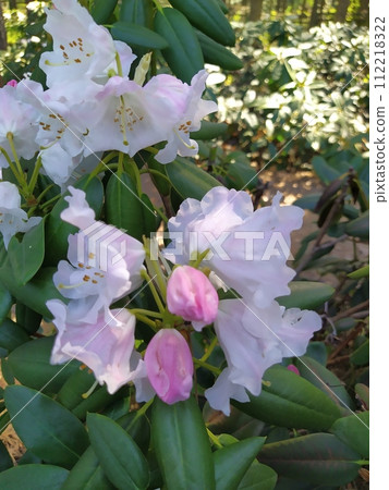 Beautiful White-pink Rhododendron buds open in spring in a park 112218322